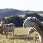INAUGURATION DE L&rsquo;USINE PETIT BASQUE